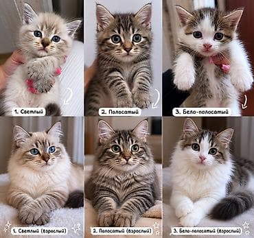 ищу кошку: Котята домашние, короткошёрстные, полосато-белой окраски (tabby с — 5