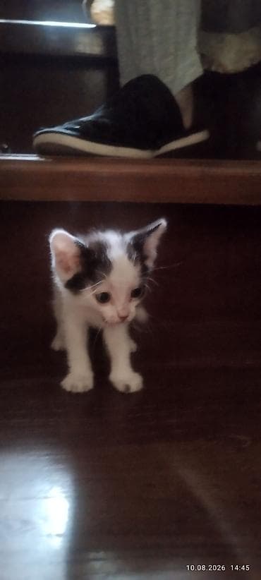 отдам кота даром: Кошка даром: Беспородная, 1 месяц, Девочка — 5