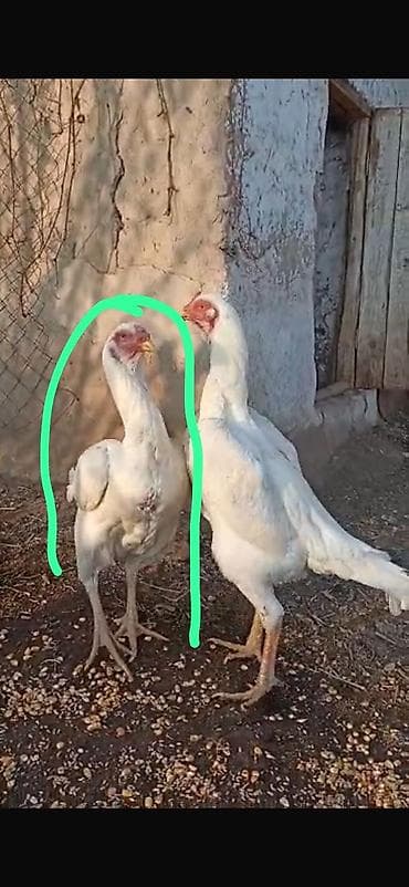 кошки крысоловы: Продаю | Петух | Бойцовая | Для разведения — 2
