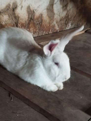 бенгальская кошка окрасы: Продаю | Кролик самец | Новозеландская, НЗК | Для разведения | Племенные — 2