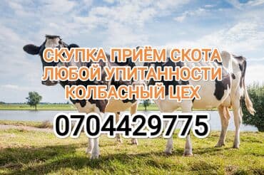 Сатып алам | Уйлар, букалар, Жылкылар, аттар | Күнү-түнү, Бардык шартта, Союлган — 1