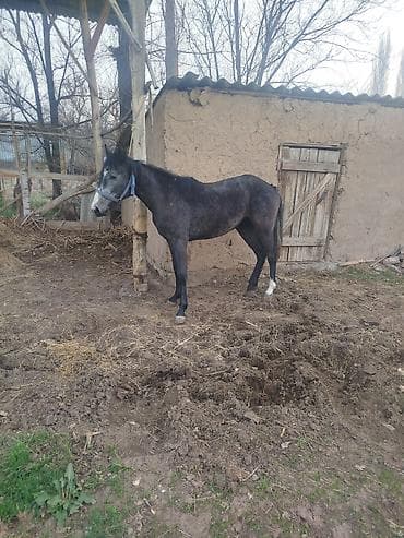 купить щенка русского спаниеля: Продаю | Кобыла (самка) | Конный спорт — 1