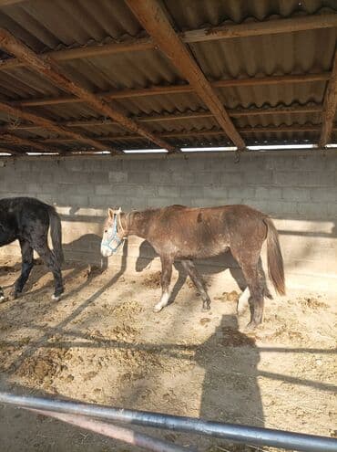 купить собаку доберман в бишкеке: Продаю | Жеребенок | Для разведения — 2