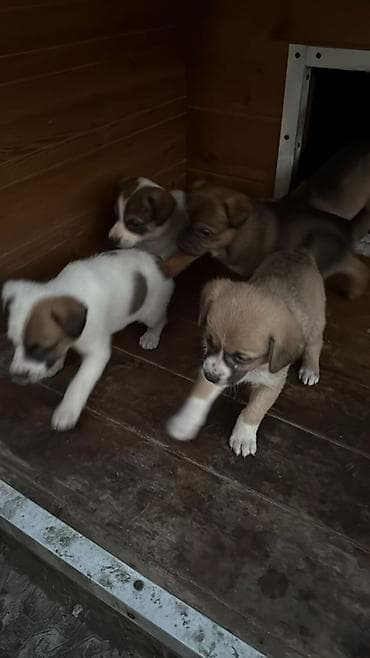 профессиональная дрессировка собак: Щенки смешанных пород Отдам Даром ! Кушают любую еду Подходят для — 3