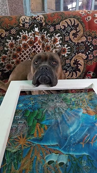 Кане-корсо, 4 года, Самец, С прививкой