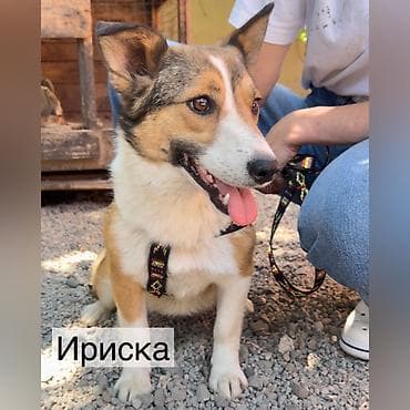 мышь: Собака даром: Дворняжка, 11 месяцев, Самка, С прививкой — 1