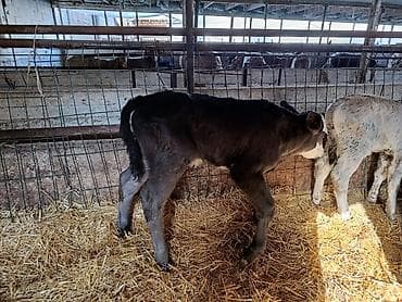 английский байтал: Продаю | Бык (самец), Тёлка, Музоо, торпок | Швицкая, Симментальская | На откорм, Для разведения, Для молока | Искусственник — 5