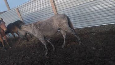 Грызуны: Продаю | Жеребец | Для разведения — 2