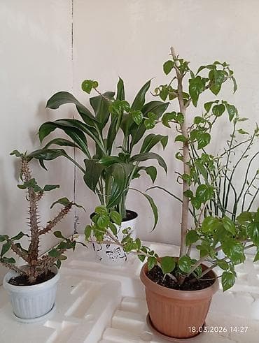 сколько стоит теплица: Распродажа комнатных цветов!!!🪴🌵🌱 — 4