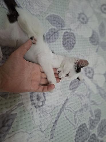 котята простые: Кошка даром: Ангорская, 3 месяца, Девочка — 7