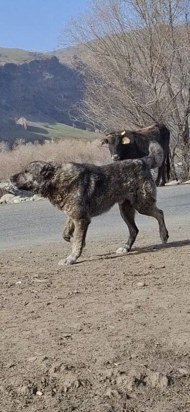 купить собаку доберман: Пастушья/стороживая собака крупного формата (кыргыз добот/старотипная — 15