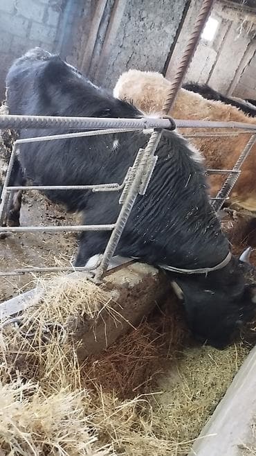 кой сатып алам бишкек: Сатам | Бука (эркек) | Бордоп семиртүү үчүн | Байланган — 2