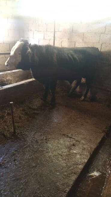 племенные коровы молочные купить: Продаю | Бык (самец) | На откорм — 1