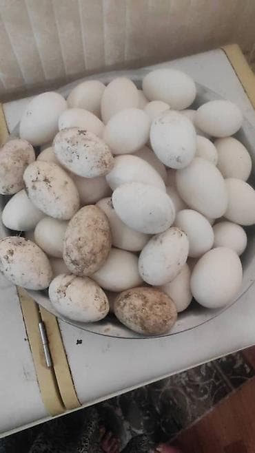 Животные: В наличии около100шт свежие инкубационные яйца ГУСИНЫЕ, порода — 2