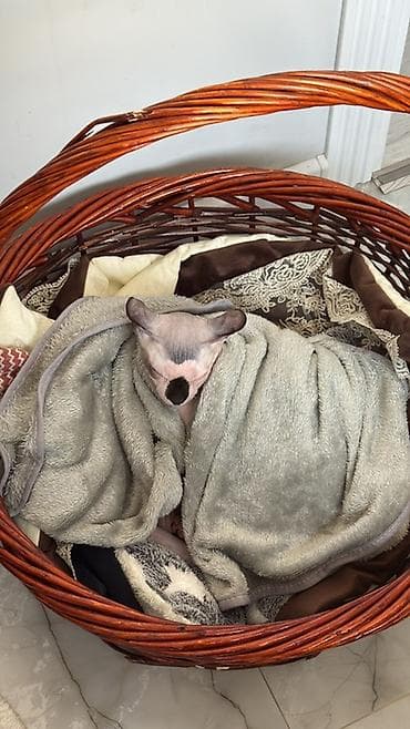 сфинкс кот: Сфинкс, 5 месяцев, Мальчик, Приучена к лотку, Проглистована — 5