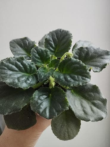 глоксинья: Продаю фиалки есть детки — 1