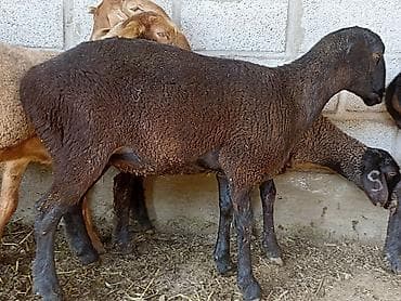Продам с/х животных: Продаю | Овца (самка) | Для разведения — 2