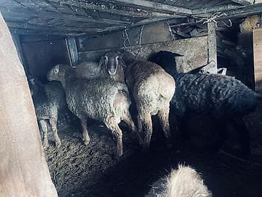 Продаю | Овца (самка), Ягненок | Полукровка | Для разведения