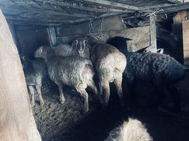 теке битал: Продаю | Овца (самка), Ягненок | Полукровка | Для разведения — 1