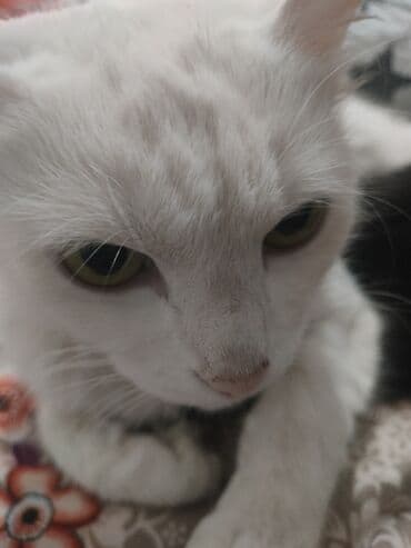 хочу купить кошку: Котята 2 месяца. осталось 2 белых,у одного гетерохромия один глаз — 3