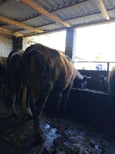 баран живой: Продаю | Тёлка | На откорм — 1