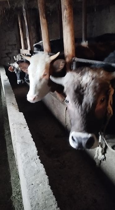 Продаю | Корова (самка) | На забой | Привязанные
