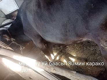 коровы тёлки: Продаю | Корова (самка) | Для молока | После отела — 3