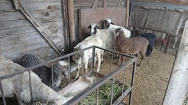 fish eye: Продаю | Овца (самка) | Полукровка | Для разведения | Ярка — 3