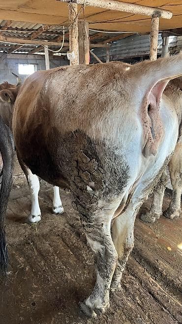 Индюки: Продаю | Корова (самка) — 3