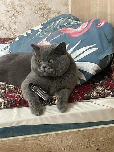 Вязка: Британская короткошёрстная, Мальчик, 2 года, С прививками, Голубой