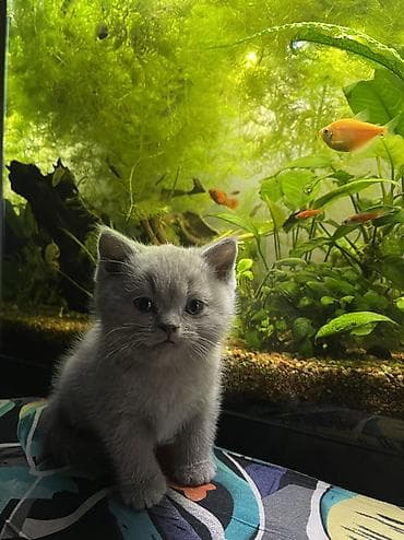 котята британские: Британские короткошёрстные котята, окрас лиловый. Девочки. Приучены к — 7
