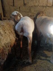 французкий бульдог цена: Продаю | Овца (самка), Ягненок | Арашан | Для разведения | Племенные, Матка — 3