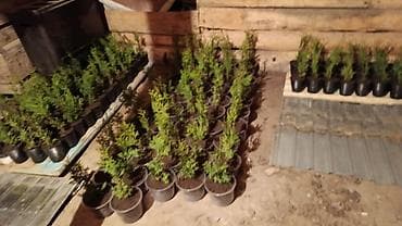 Саженцы деревьев: Туи at lalafo.kg Саженцы деревьев: Туи