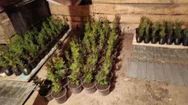 садовый дом: Саженцы деревьев: Туи — 1