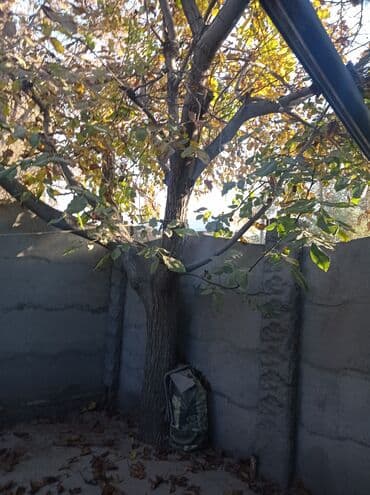 Дрова Орех, Самовывоз