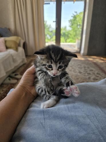 кошки кант: Беспородная, 1 месяц, Мальчик, Приучена к лотку — 4