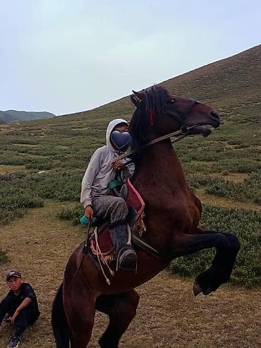 лошади кони: Продаю | Конь (самец) | Рабочий — 2