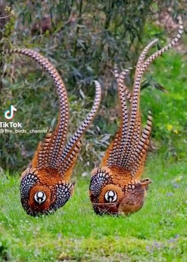 объявления о найденных собаках: Продается королевские, непальские, золотой, румынский, фазаны этого — 1