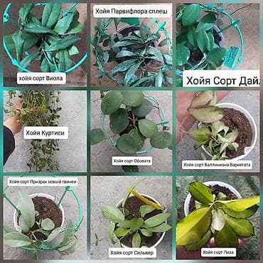 хола: Продаю Хойя срочно — 1
