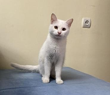 кормящая кошка: Кошка даром: Беспородная, 1 год, Девочка, Приучена к лотку, Проглистована — 2