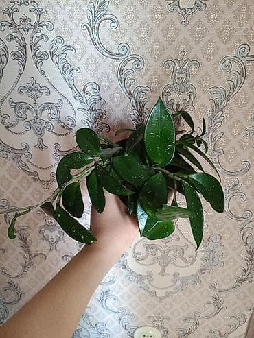 хойа: Хойя (восковой плющ), комнатное ампельное растение в горшке. - Сорт с — 3