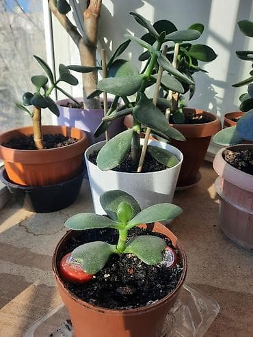 Уход и хранение одежды: Денежное дерево приносит благополучие в дом, где растет, хорошо — 9