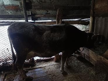 цена теленка коровы: Продаю | Корова (самка) | Для разведения — 4