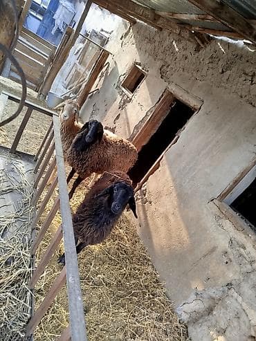 А/ч жаныбарлары үчүн тоюттар: Сатам | Ургаачы кой (ургаачы) | Көбөйтүү үчүн | Токту — 2