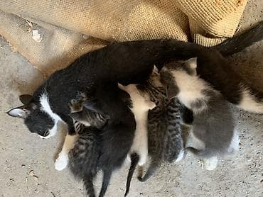 тайган собаки: Котята от домашней кошки - Помет из нескольких котят разной окраски — 2