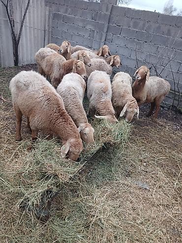 охотничный собака: Продаю | Овца (самка) | Для разведения | Матка — 3