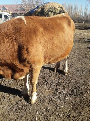 Продаю | Корова (самка) | Монбельярд | На забой | Осеменитель