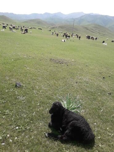 Таласка мал бакканга жардамчы керек келишим баада