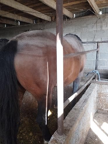 Продаю | Жеребец | На забой