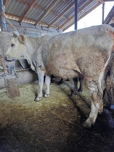 Козы, козлы: Продаю | Корова (самка) | Полукровка | Для разведения | Привязанные — 2